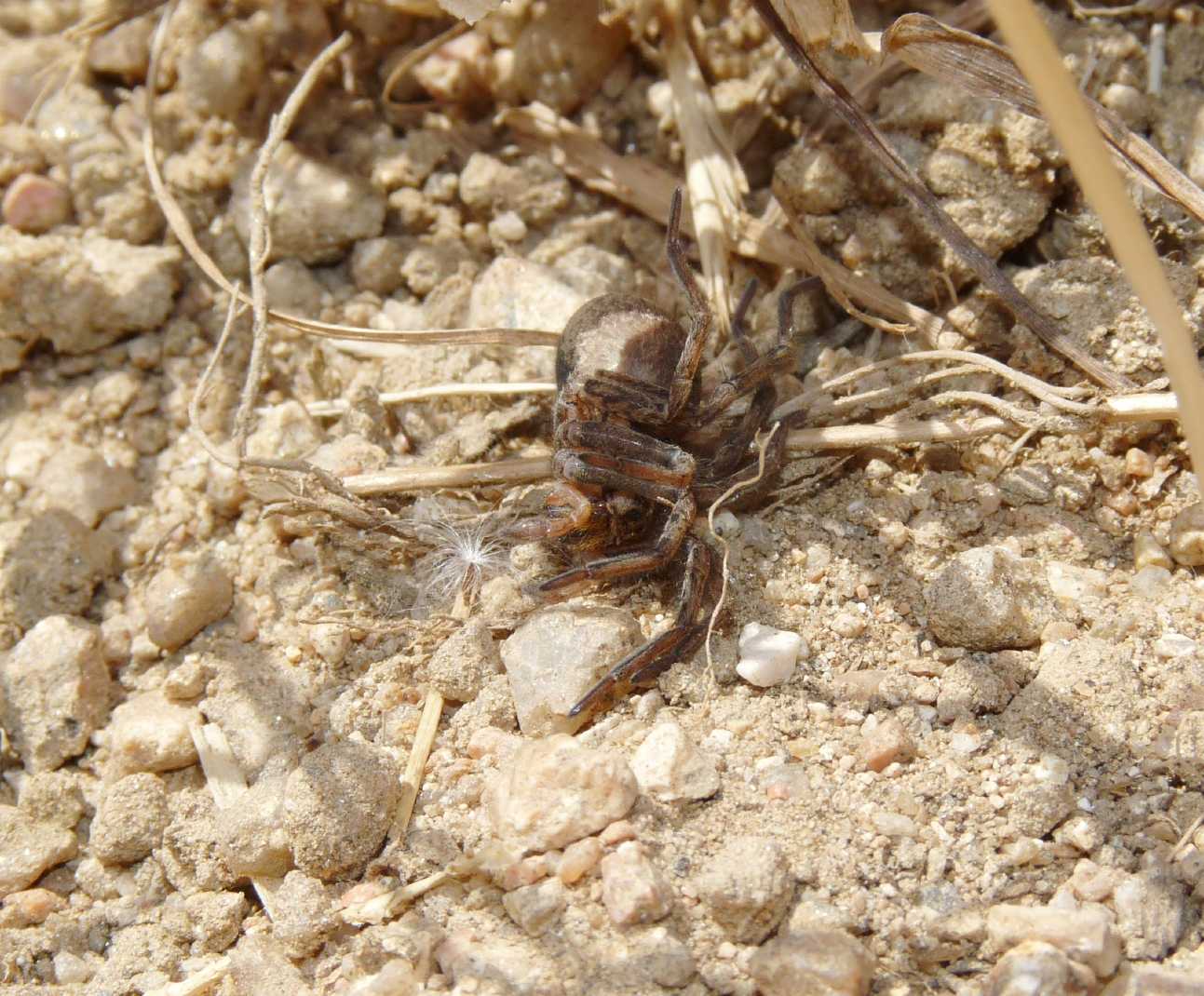 Hogna radiata catturata da un Pompilidae